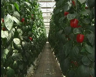 “甜椒”工厂产量翻番 北京蔬菜工厂化生产实现新突破