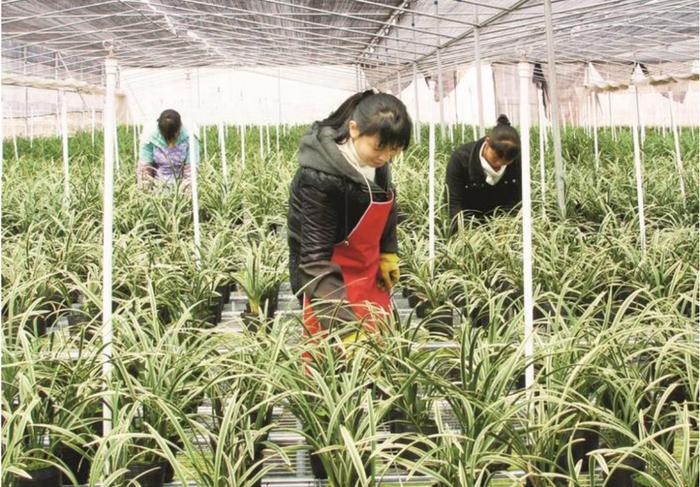 三明:着力打造4亿特色现代农业产业