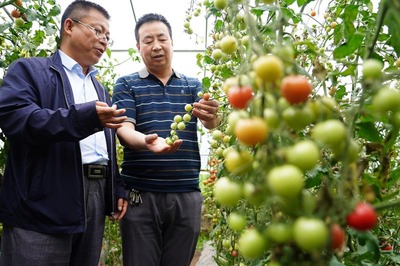 陕西太白:高山反季节种菜助增收