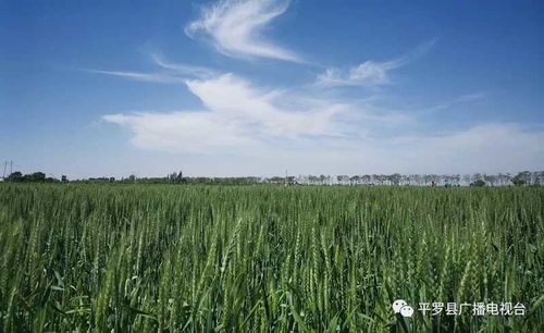 平罗县运用 一喷三防 农药减量控害技术防治小麦蚜虫病