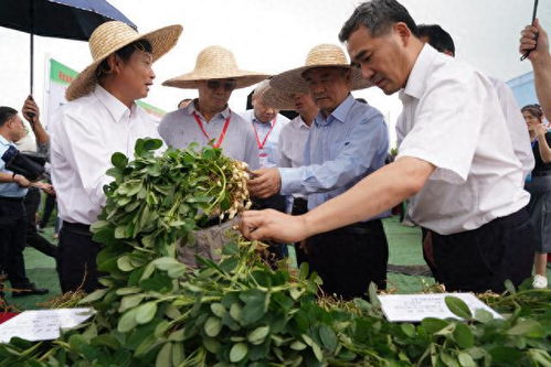 实测增产两成 院士团队二十年开发花生种植新技术